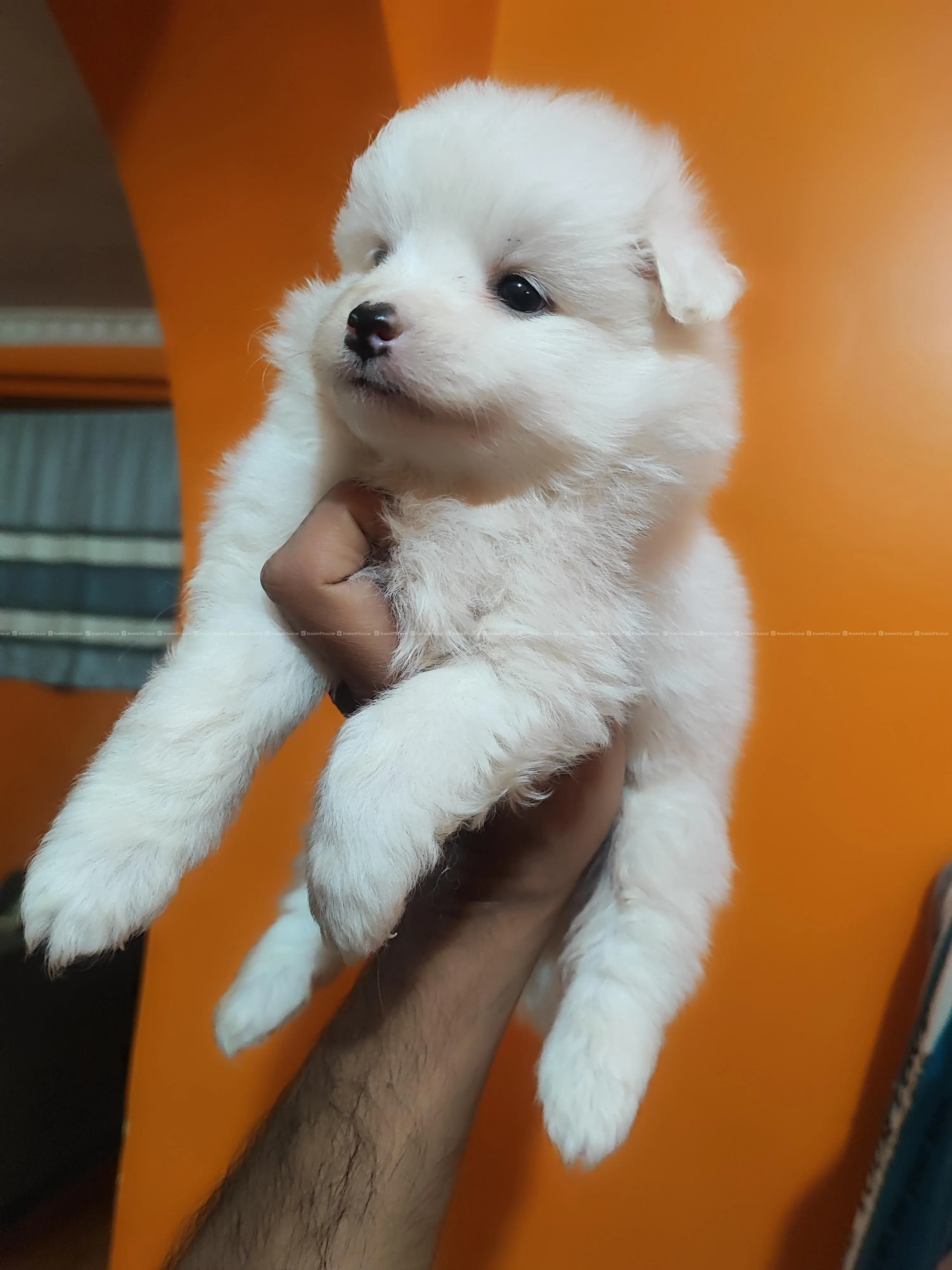 Japanese Spitz