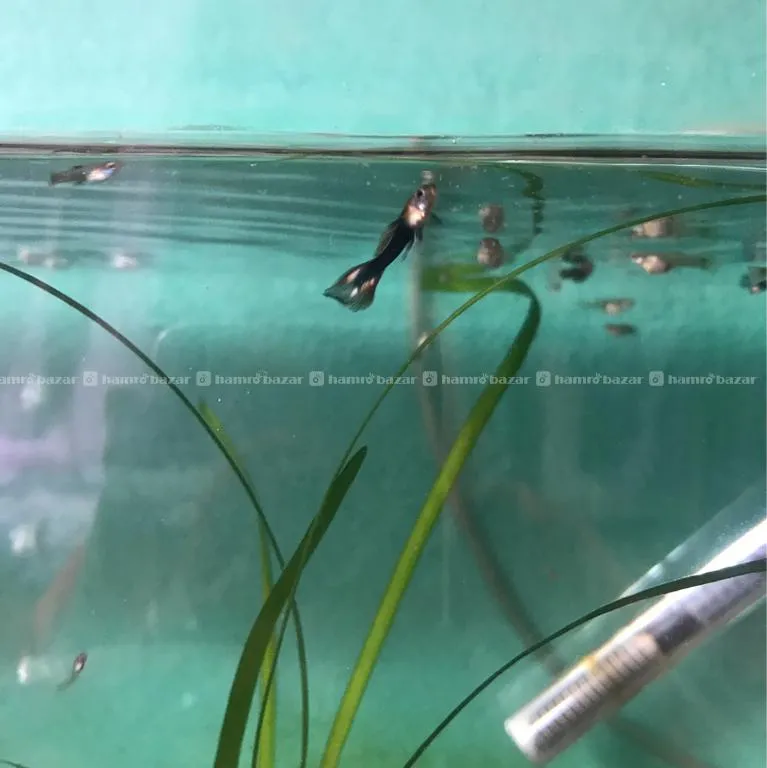 20 Pieces Healthy Guppy Fish