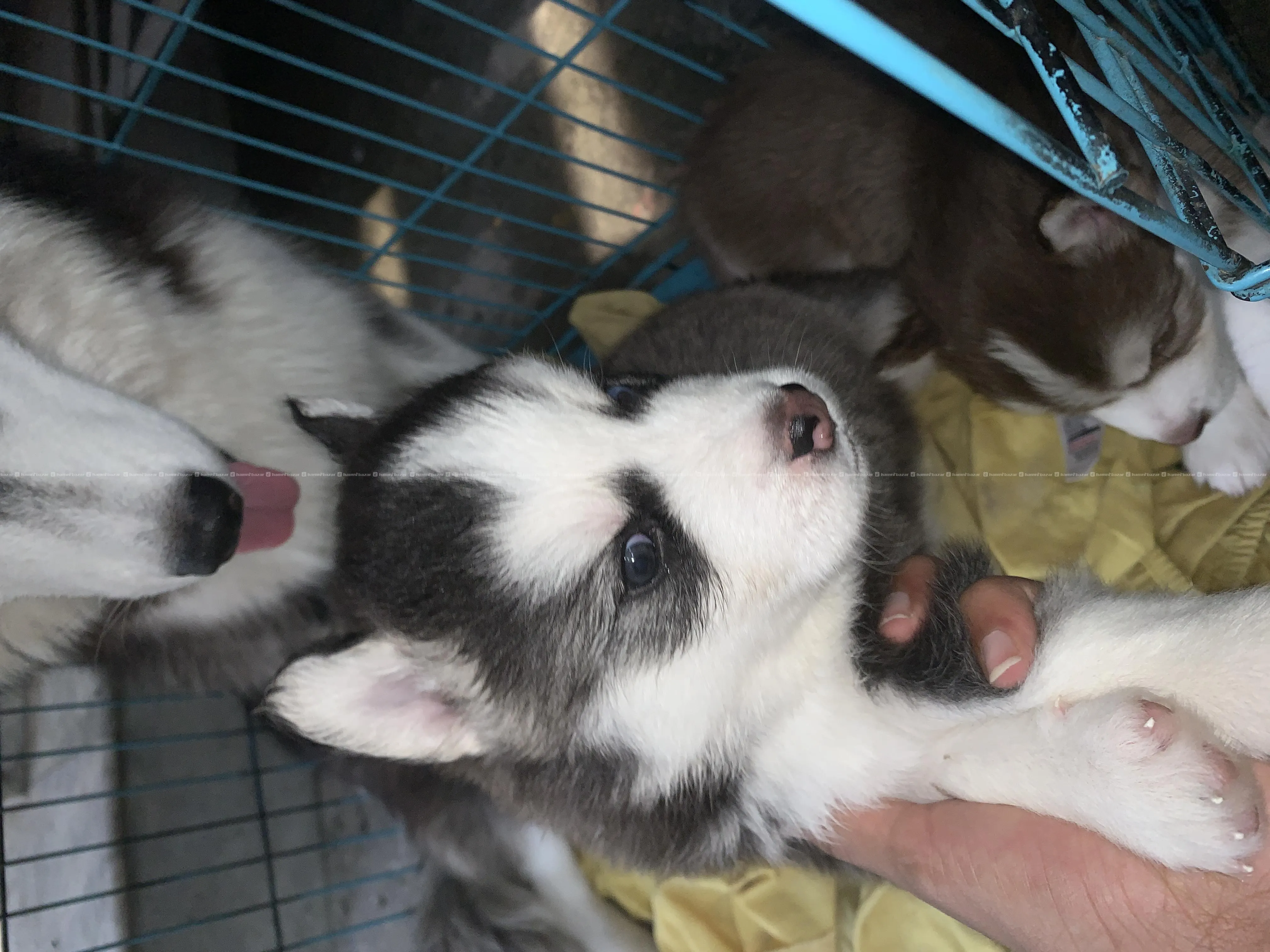 husky black male 3
