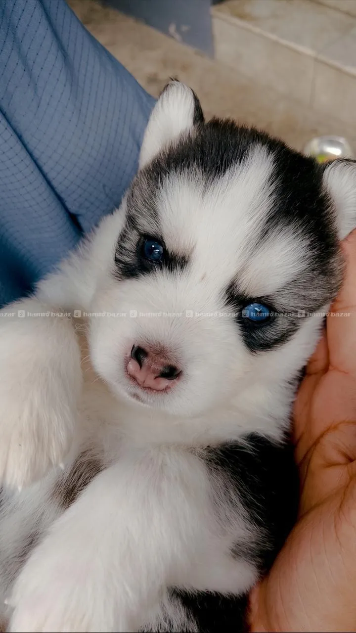 husky black male 2