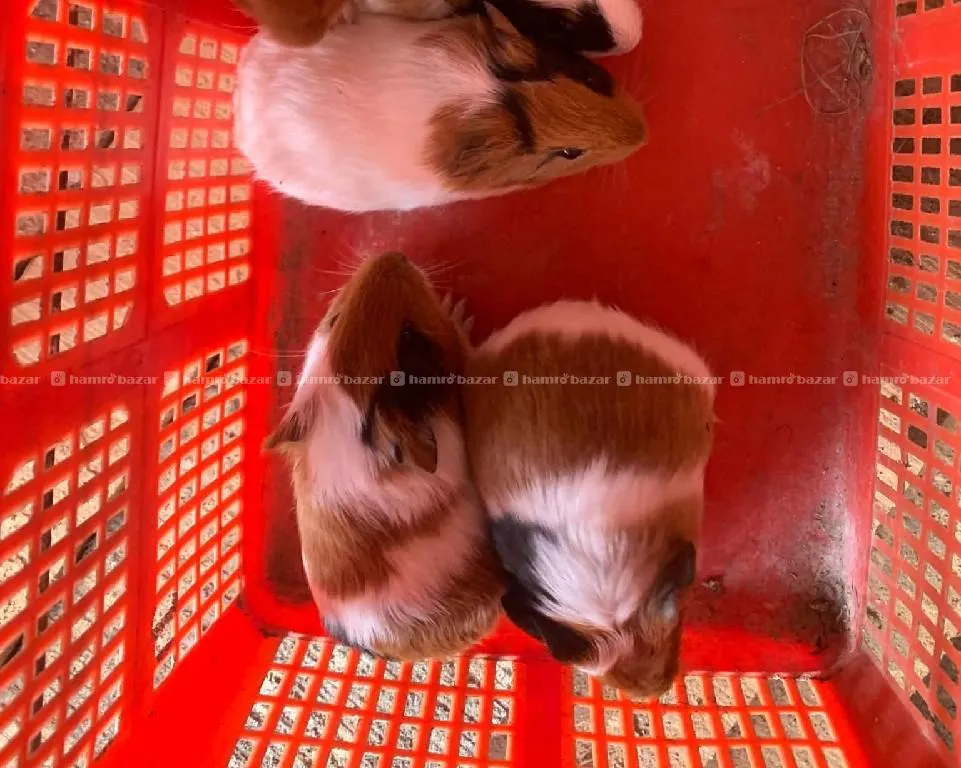 Guineapig 2
