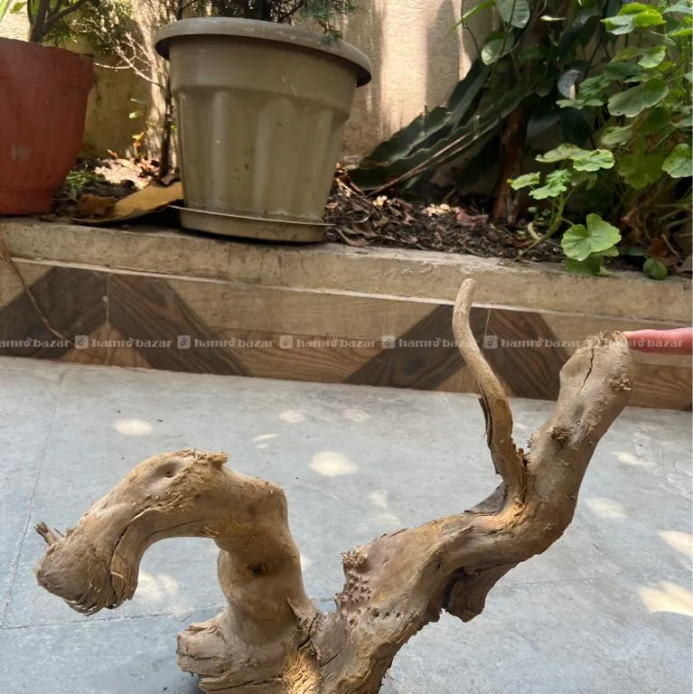 Drift Wood (local)on Sell 6