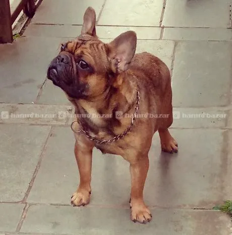 Red Sable Male French Bulldog For Stud Service 3