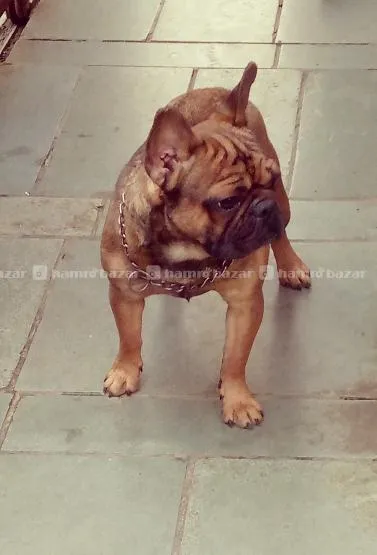 Red Sable Male French Bulldog For Stud Service 2