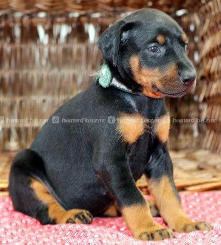 European Doberman Female Puppies in Ktm, Nepal 3