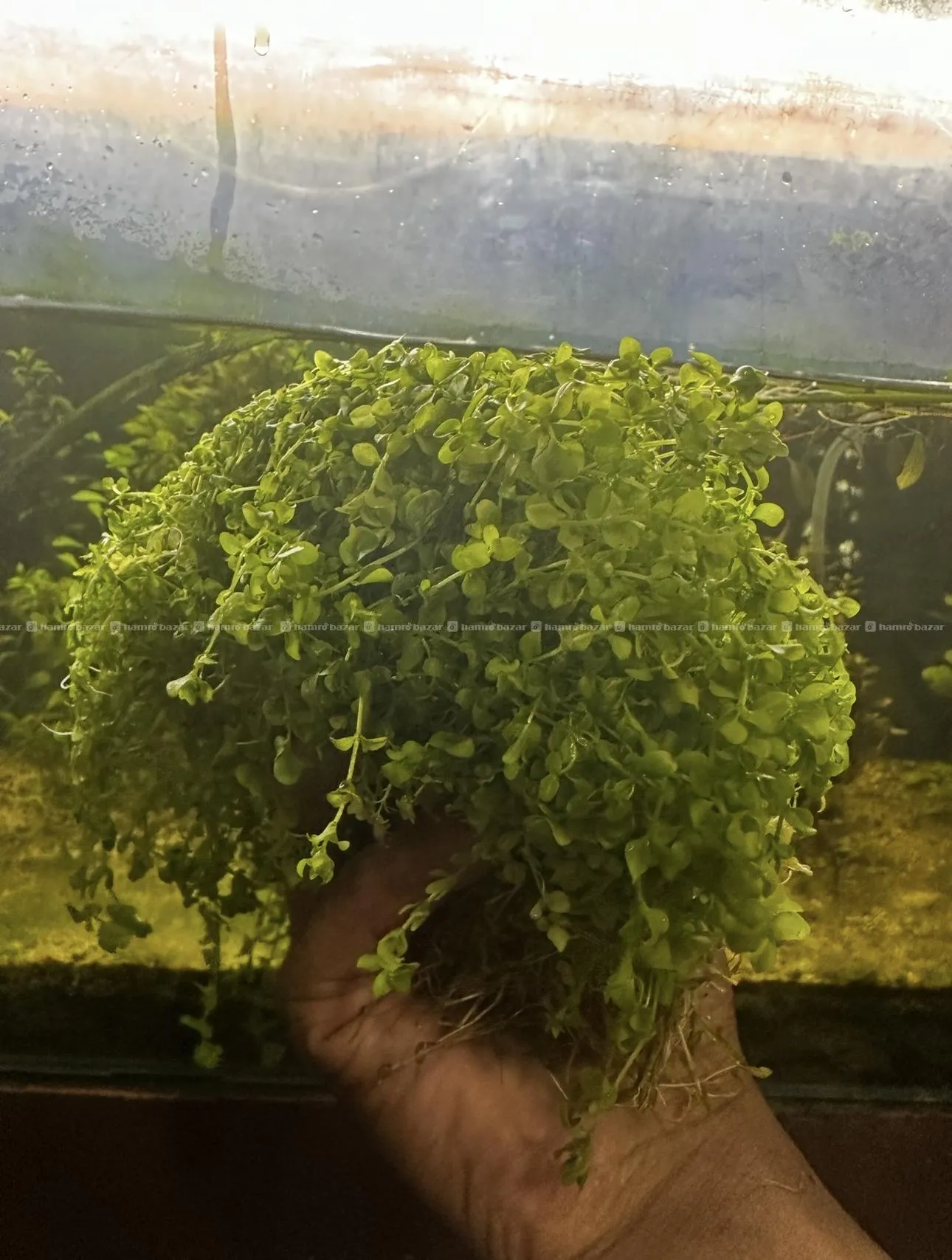 Aquatic plants 2