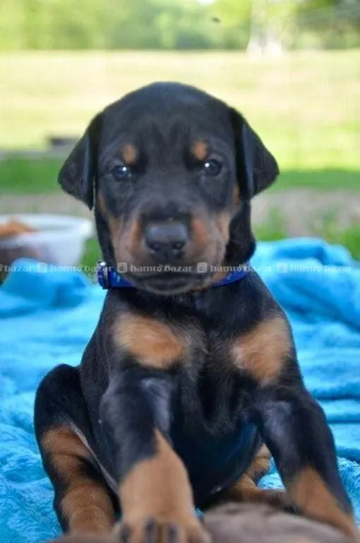 European Doberman Female Puppies in Ktm, Nepal 4