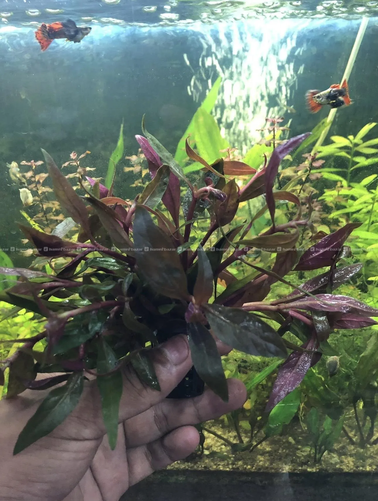 Aquatic plants 8