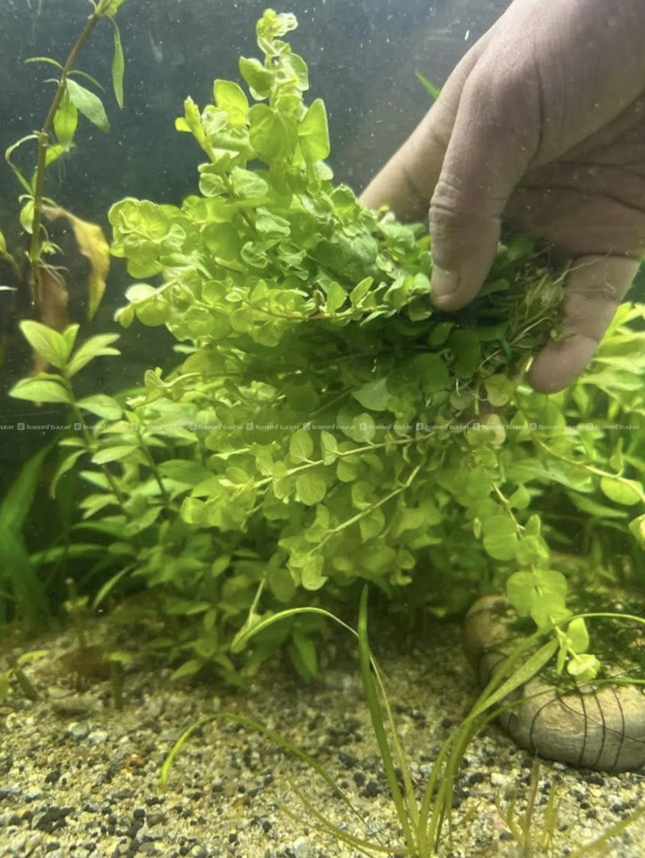 Aquatic plants 6