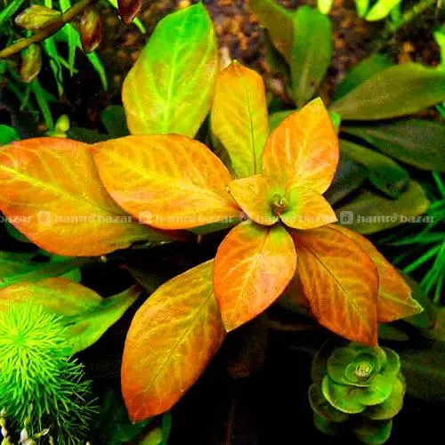 Aquatic plants 5