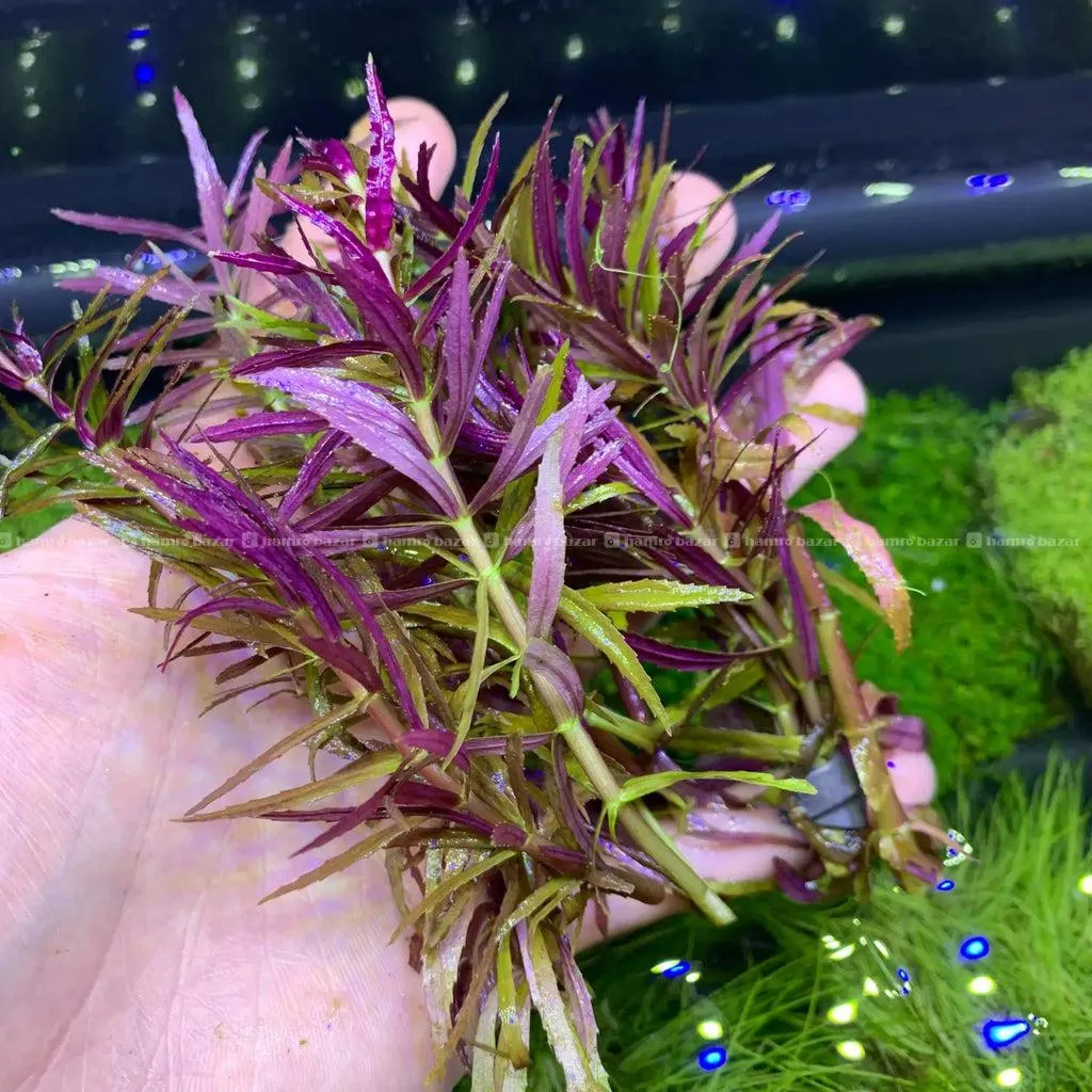 Aquatic plants 7