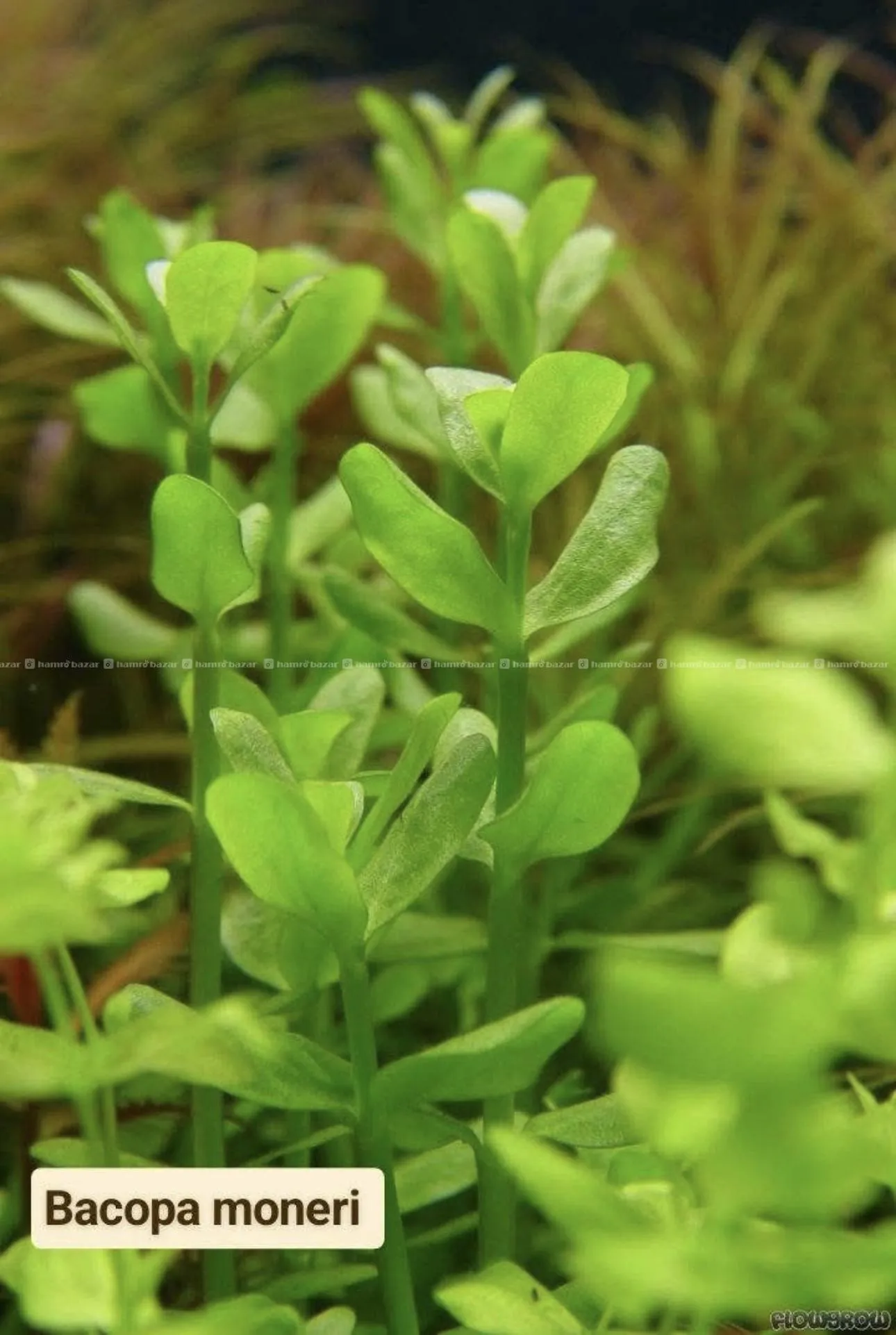 Aquatic plants 3