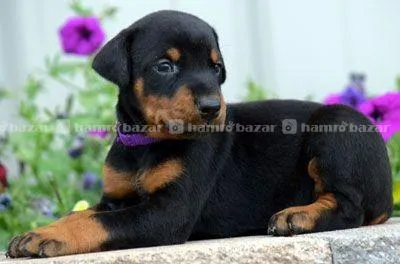 European Doberman Female Puppies in Ktm, Nepal 2
