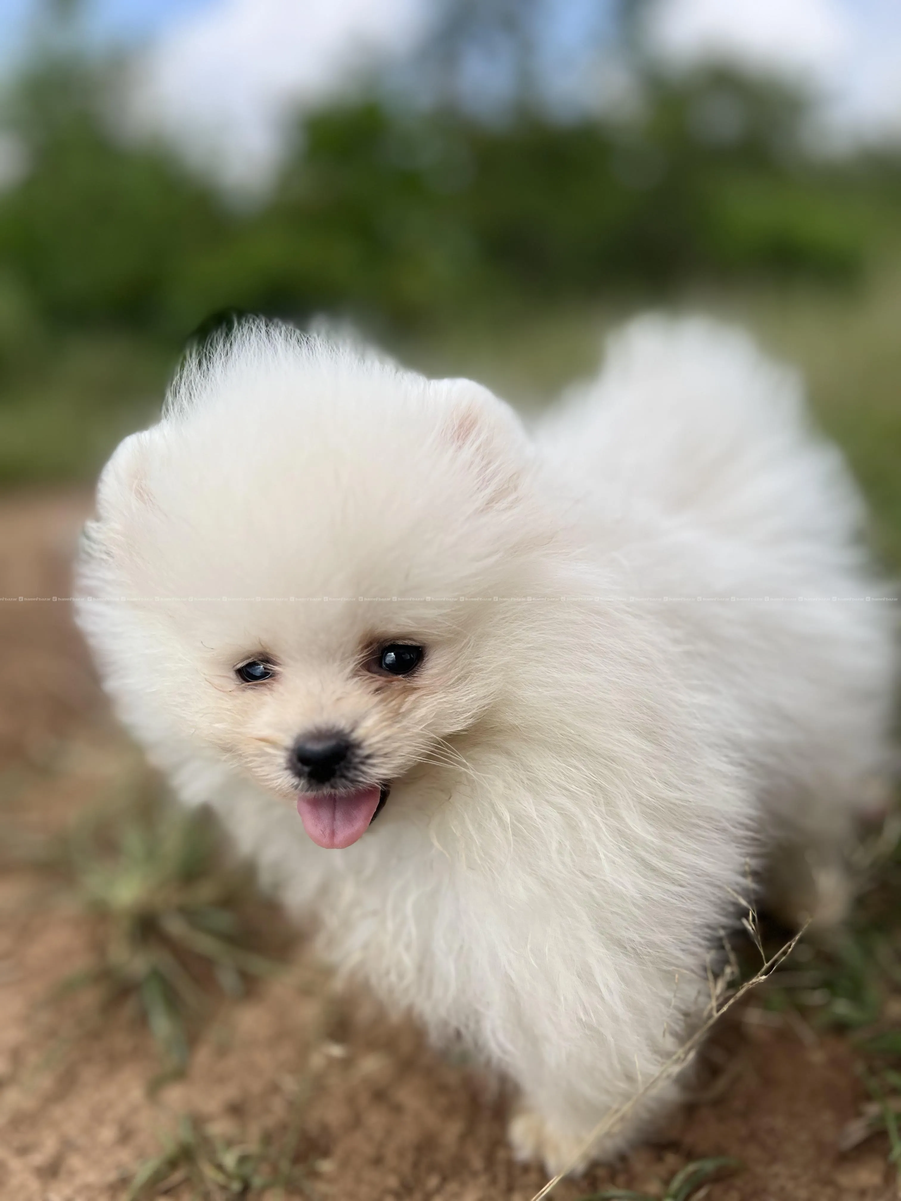 toy pomeranian available 3