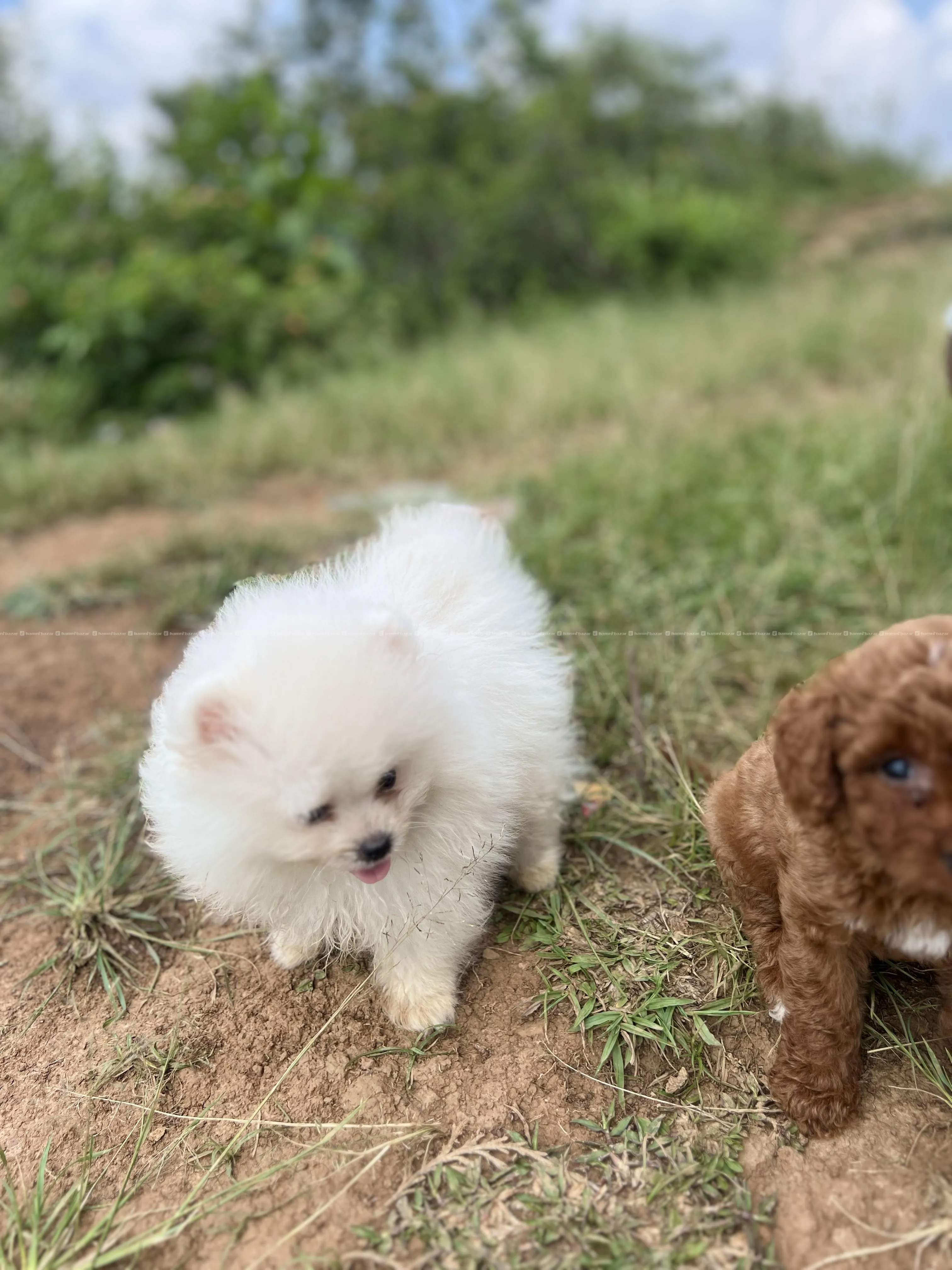 toy pomeranian available 4