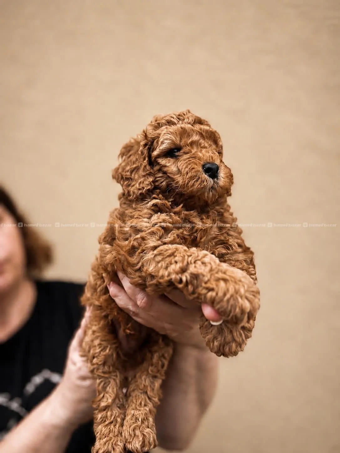 pure breed toy poodle available 4