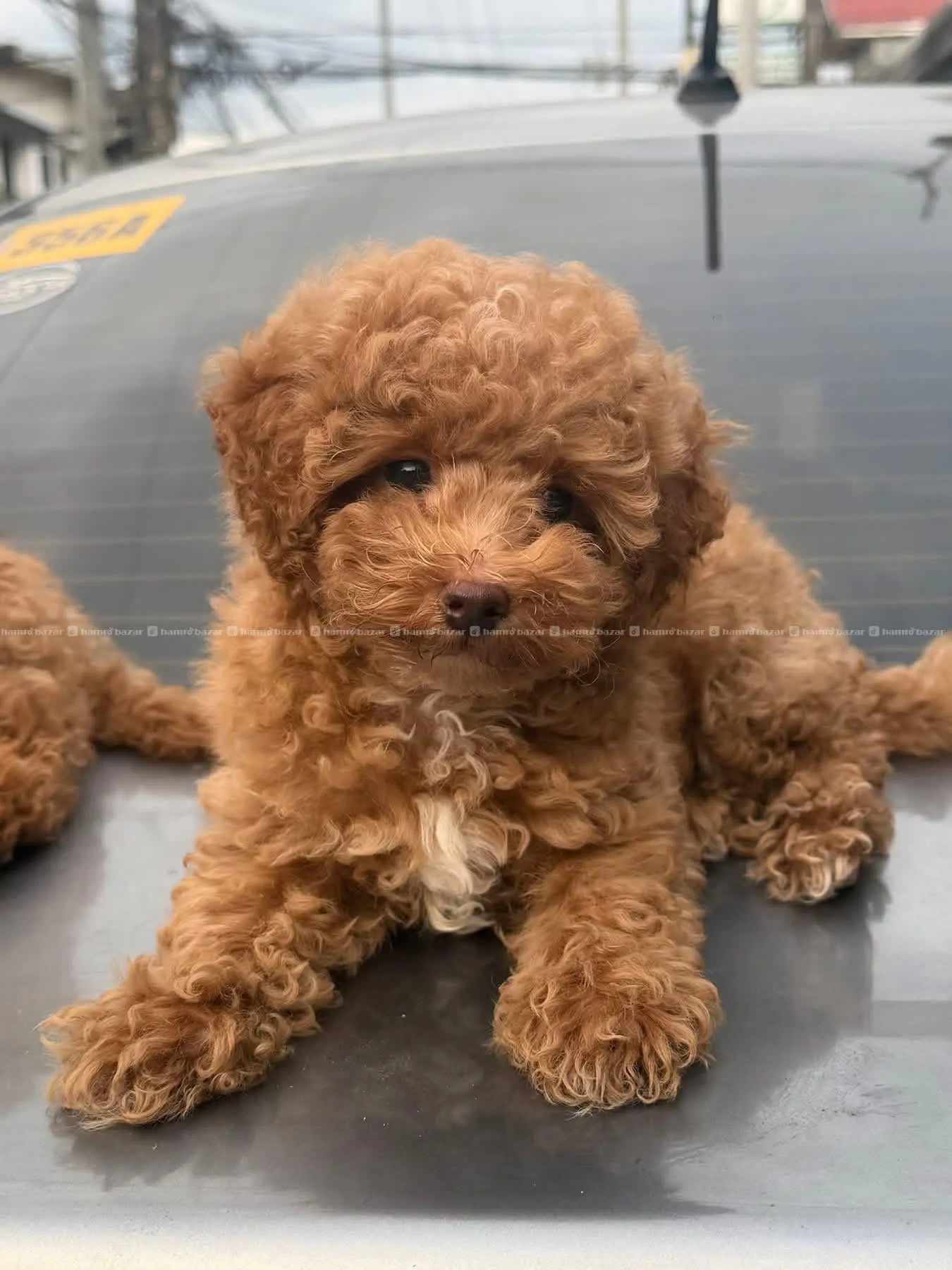 pure breed toy poodle available 5