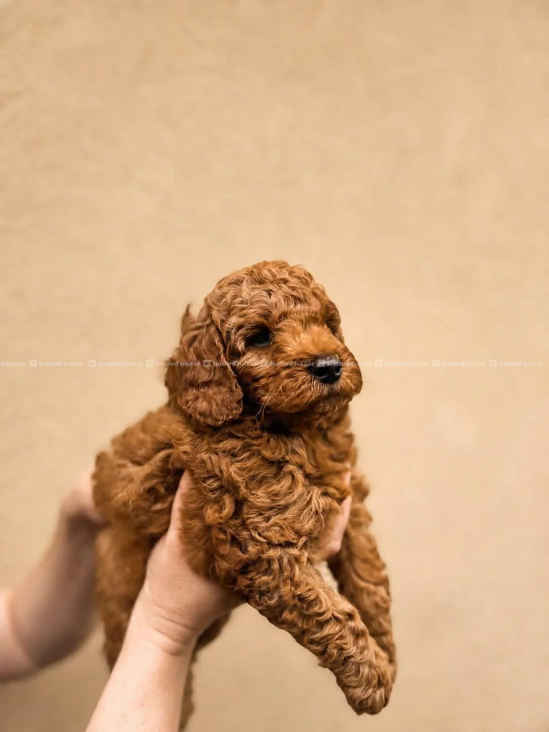 pure breed toy poodle available 3