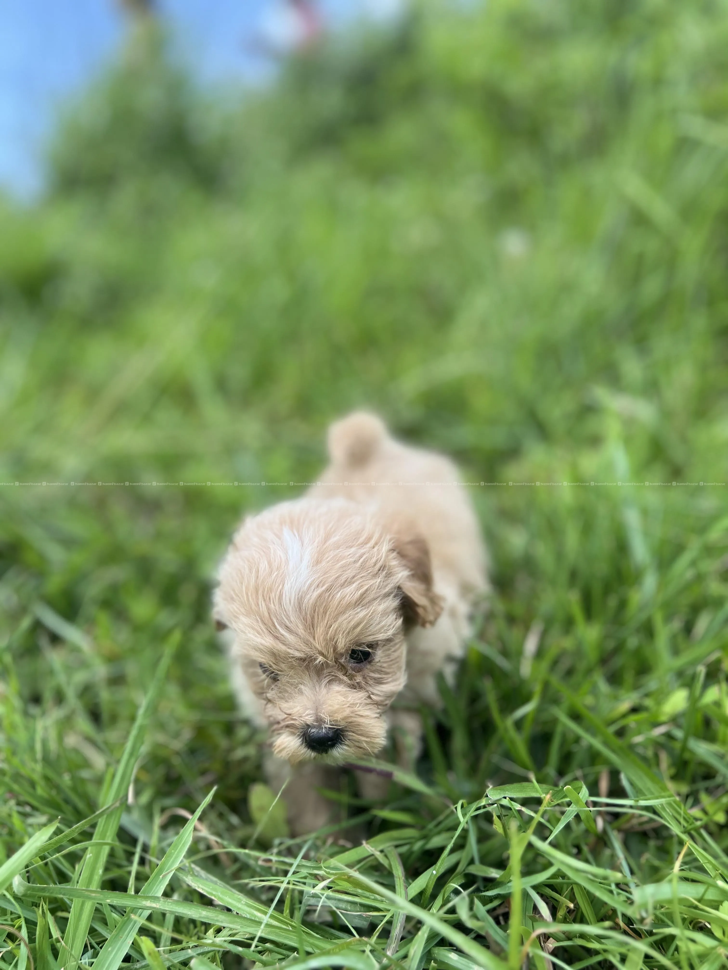 maltipoo available 2