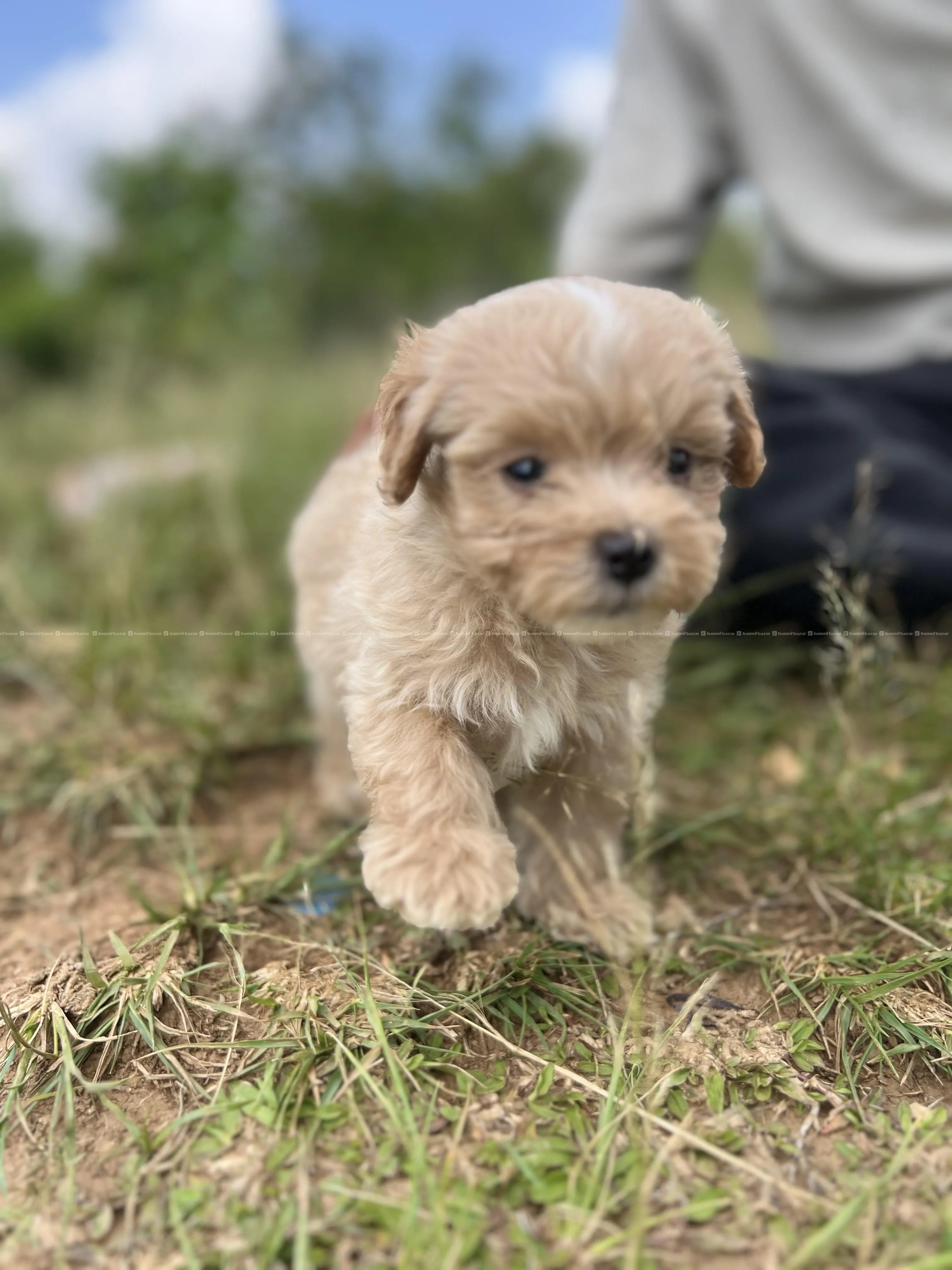 maltipoo available 3