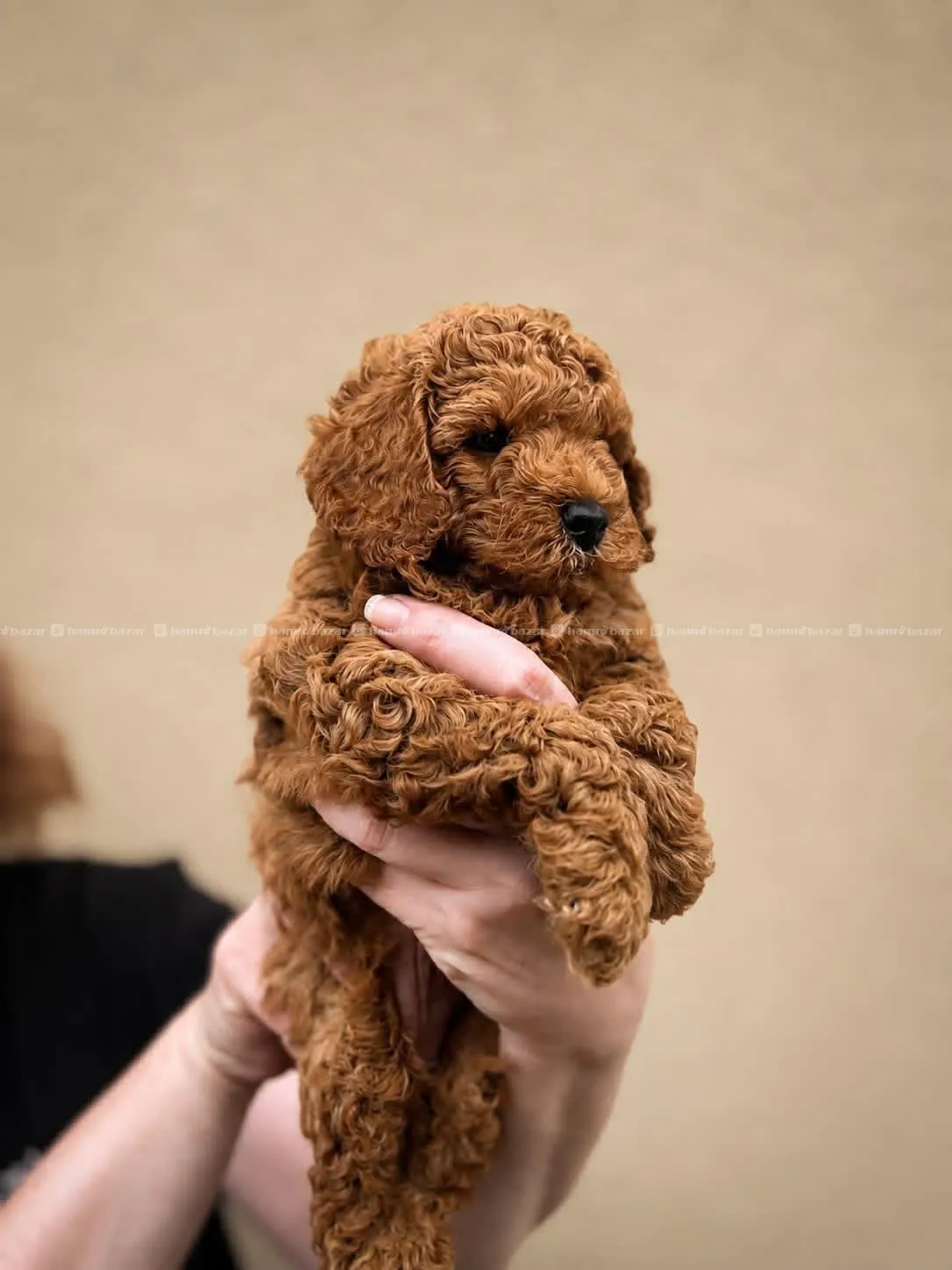 pure breed toy poodle available 2