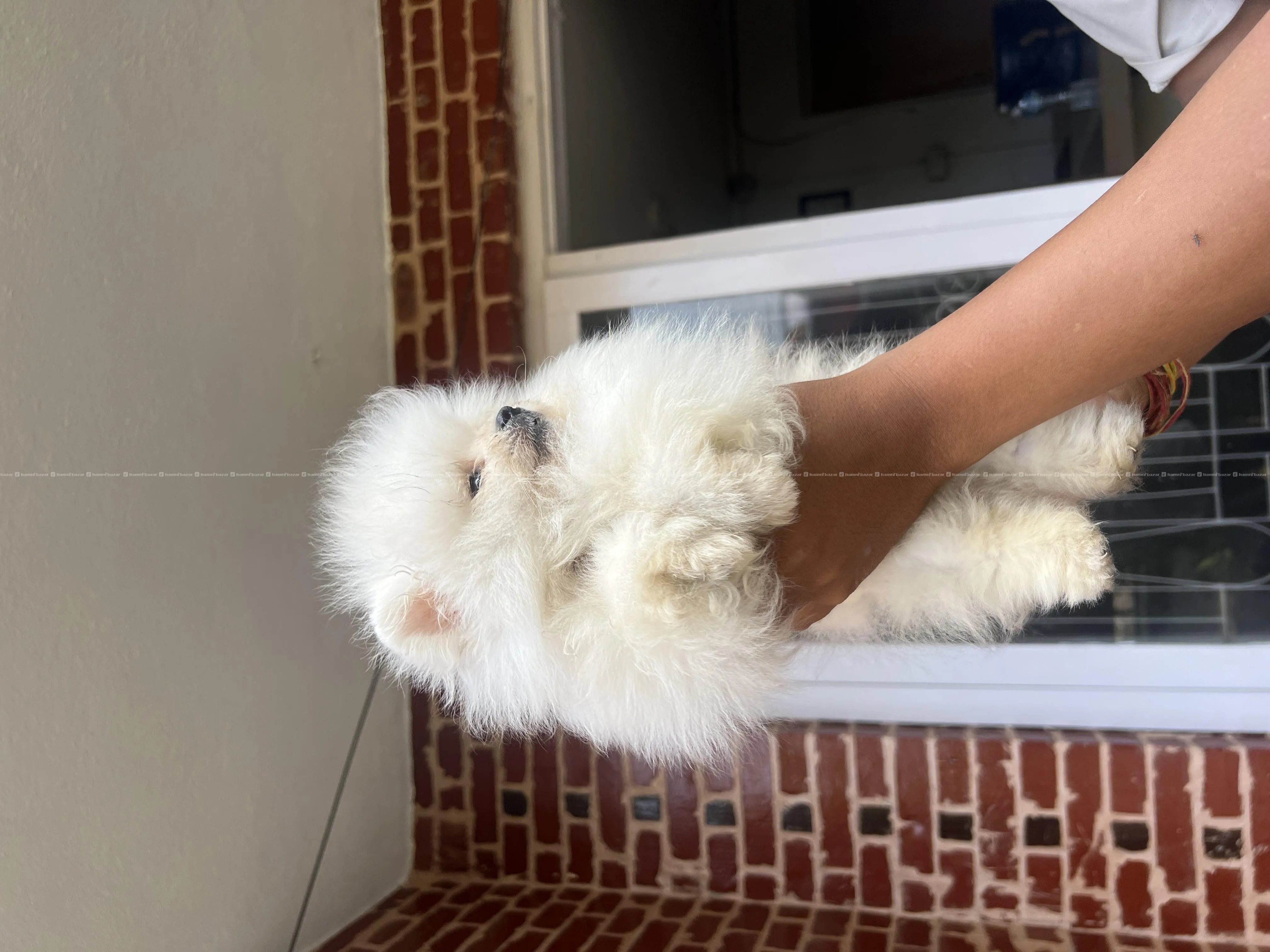 toy pomeranian available 2