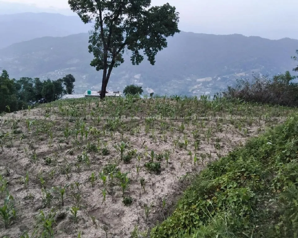 चाँगुनारायण नगरपालिका 6 urgent sale 4