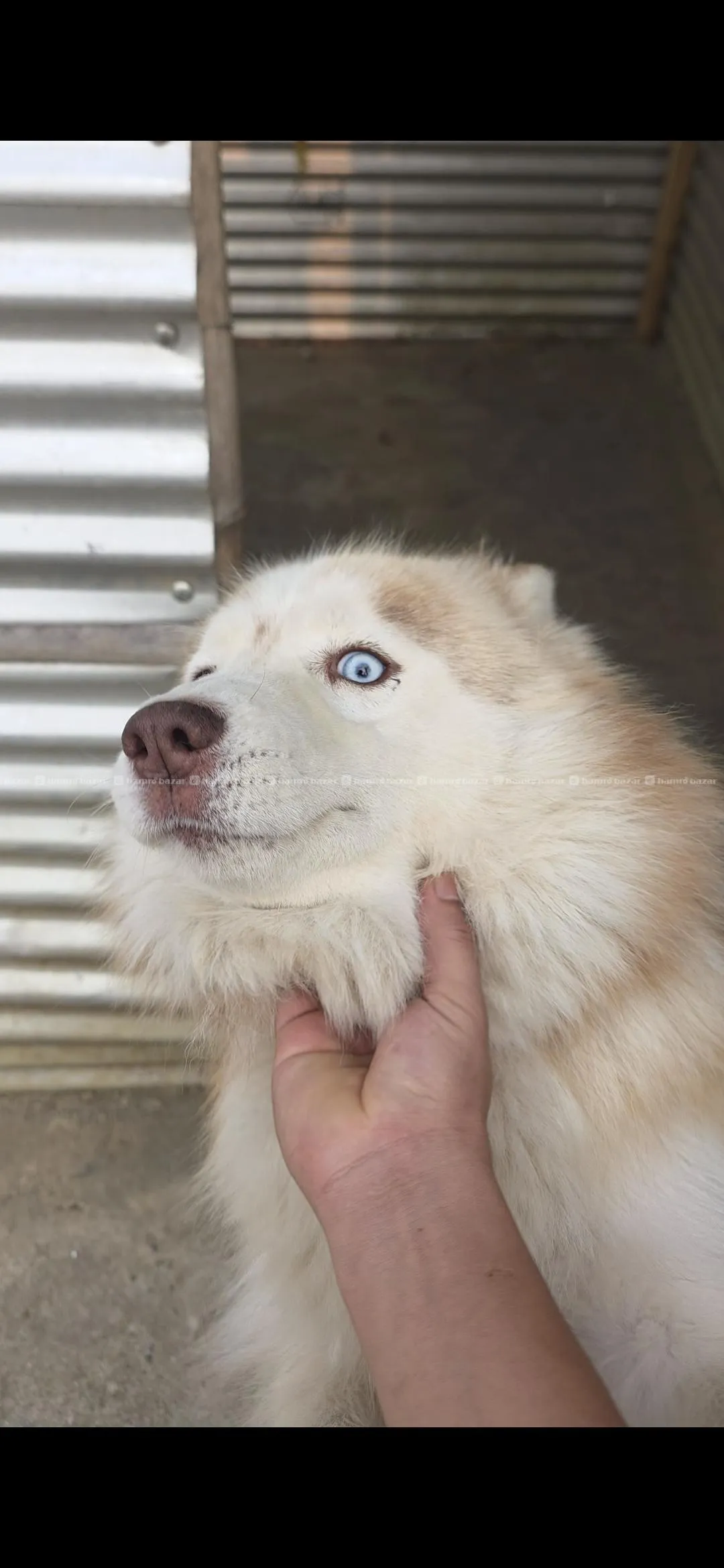 adult female husky 2