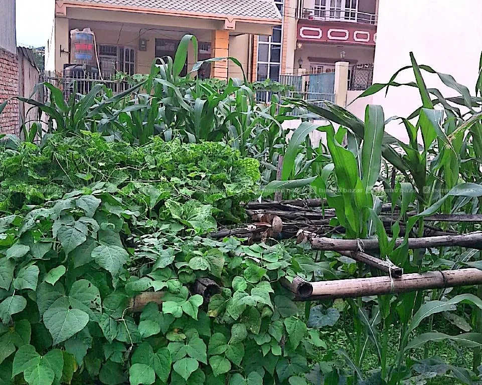 LAND FOR SALE BALKOT NEAR REDCROSS 7