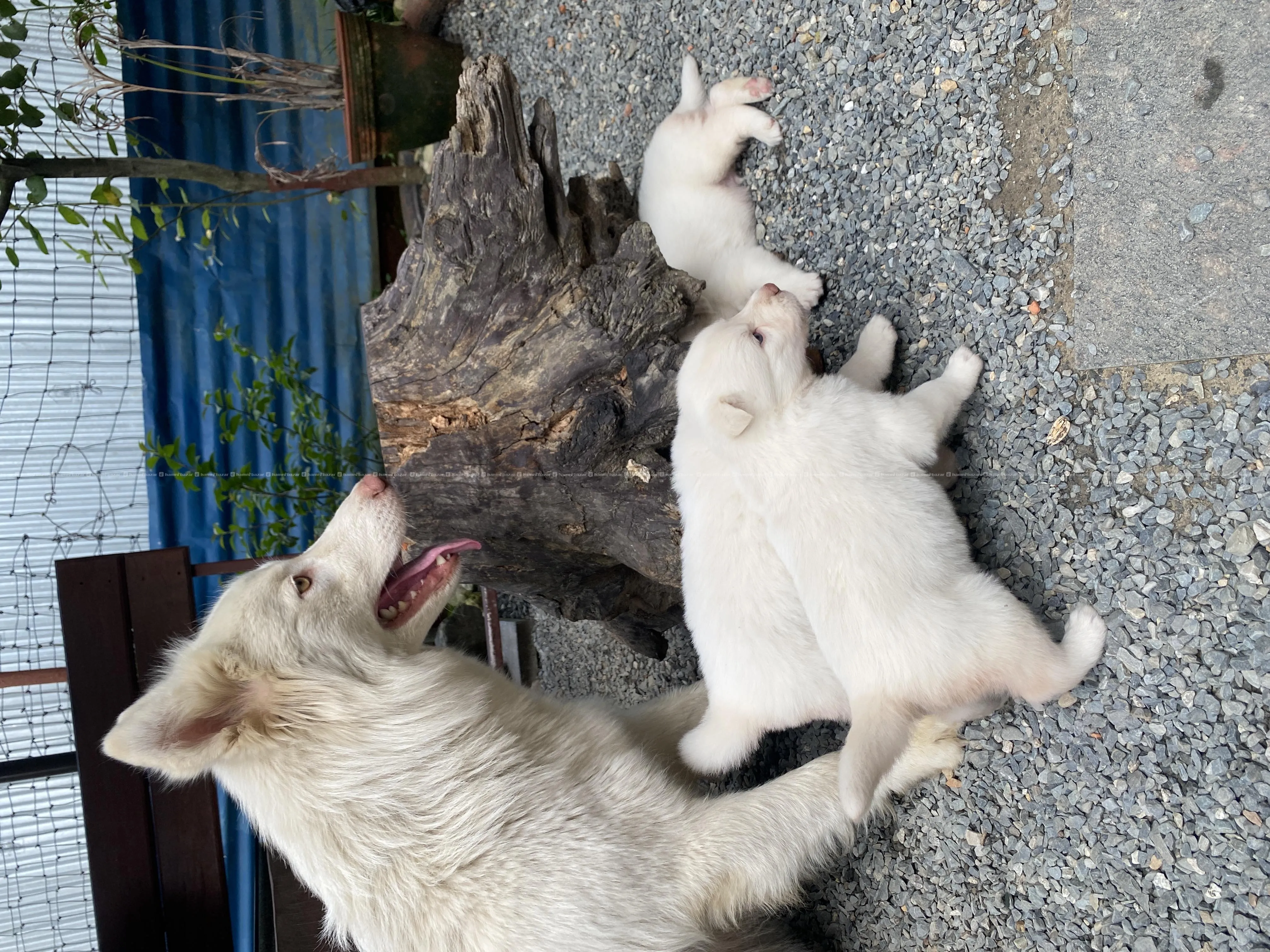 White Husky Puppies for sale-3 Pups Available blue 3