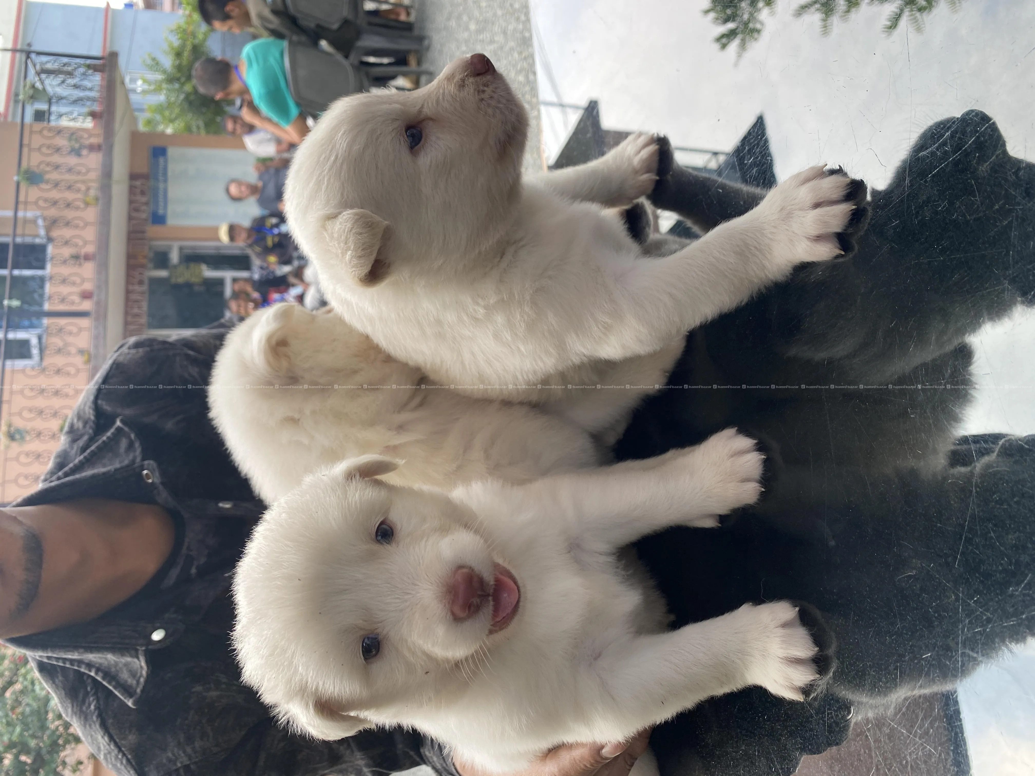 White Husky Puppies for sale-3 Pups Available blue 4