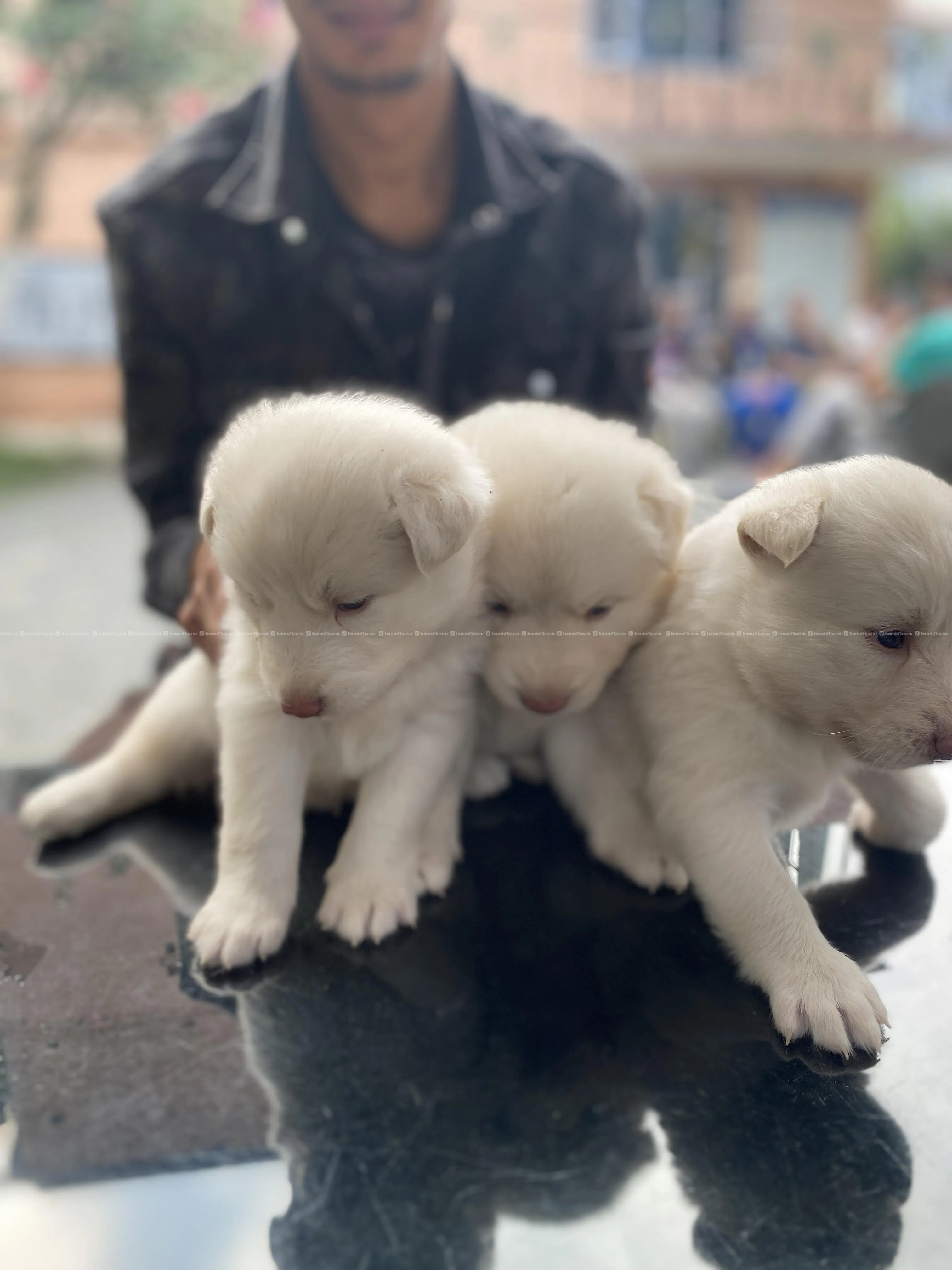 White Husky Puppies for sale-3 Pups Available blue 2