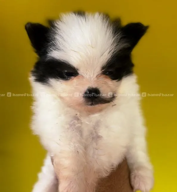 Pomeranian 2