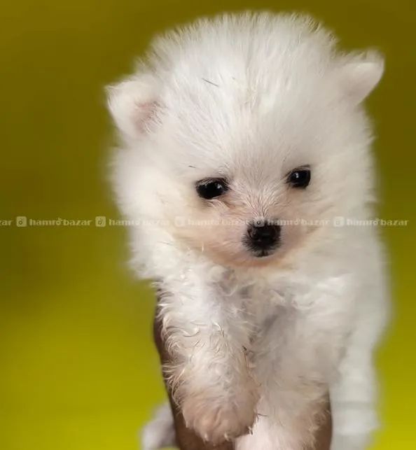 White Pomeranian 2