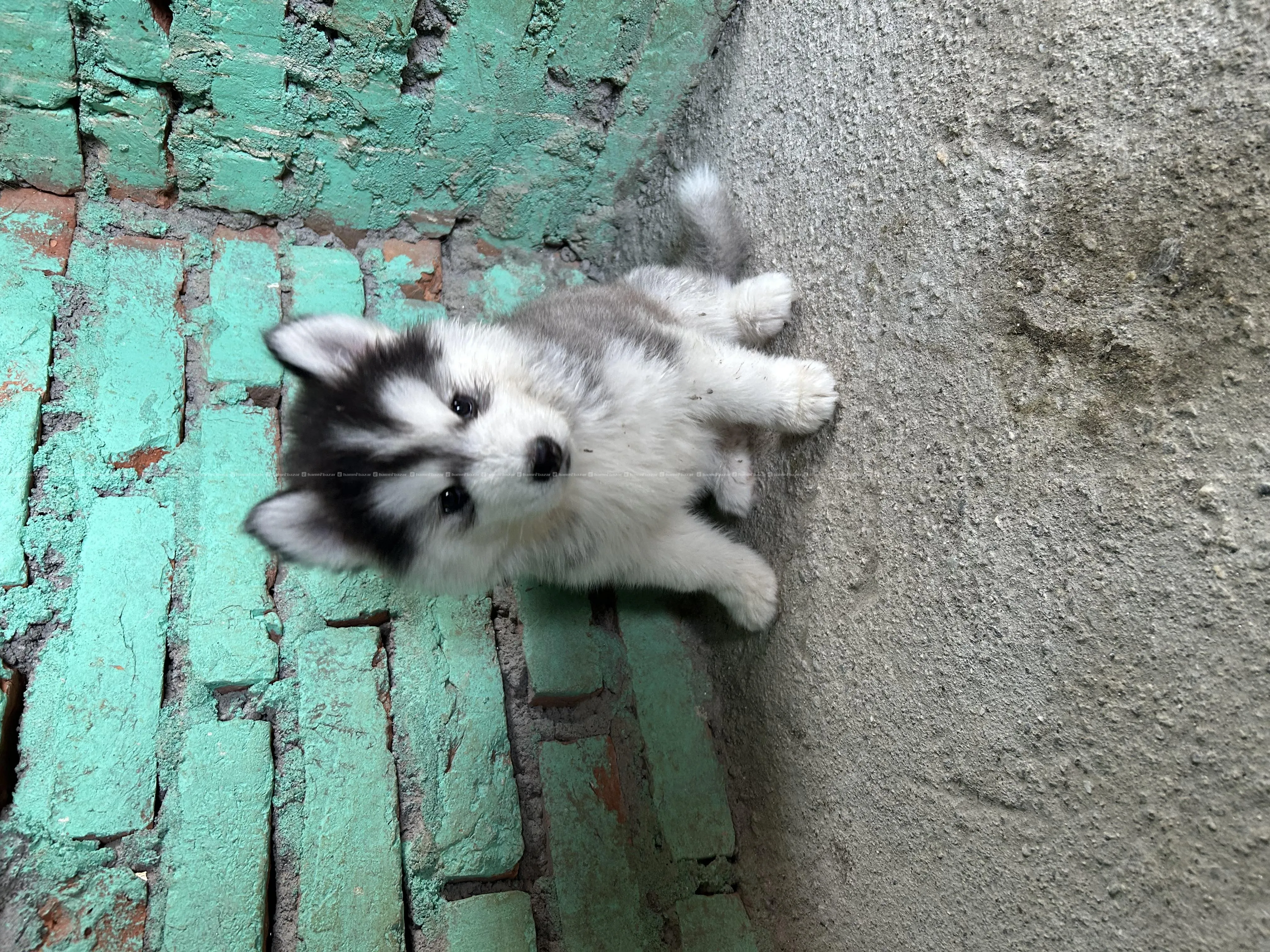 husky puppy female normal eye 2