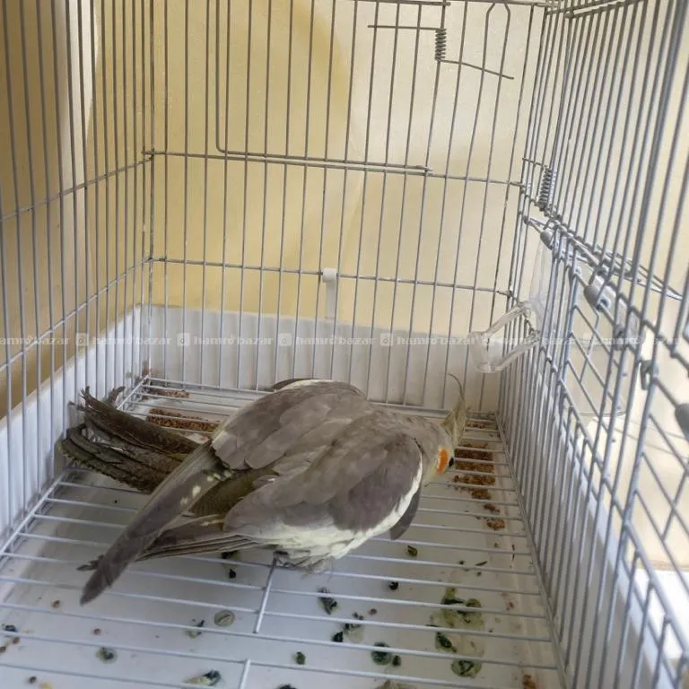 Sasto Ma 3 Months Ko Cockatiel Bird 3