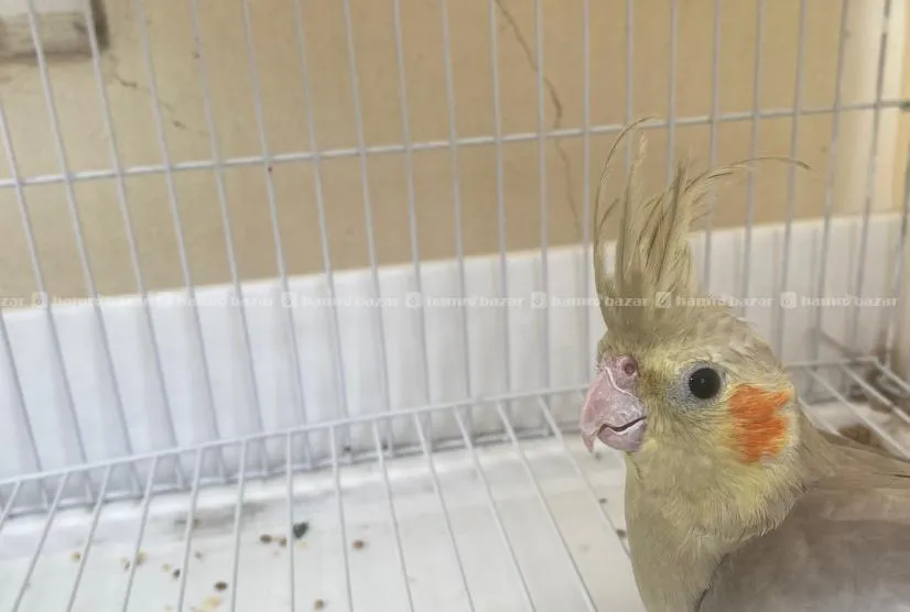 Sasto Ma 3 Months Ko Cockatiel Bird 4