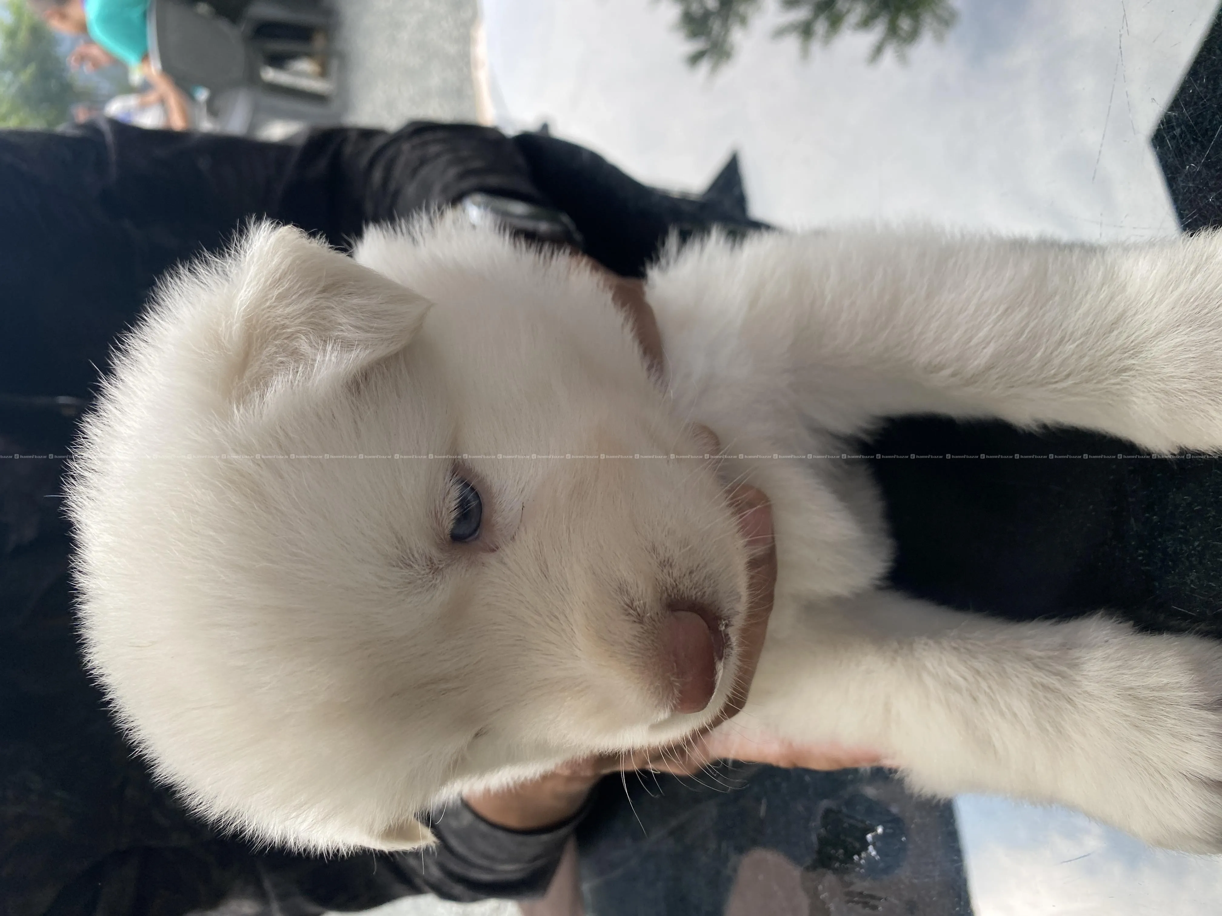 White Husky Puppies for sale-3 Pups Available blue 5