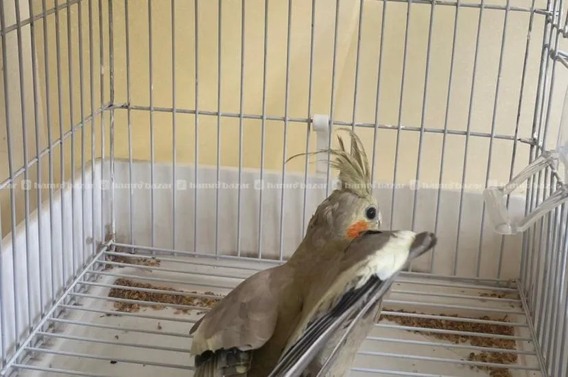 Sasto Ma 3 Months Ko Cockatiel Bird 2