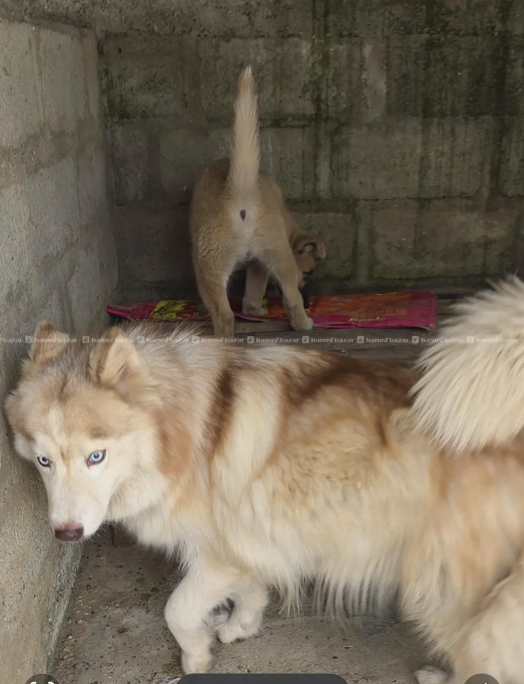 adult female husky 3
