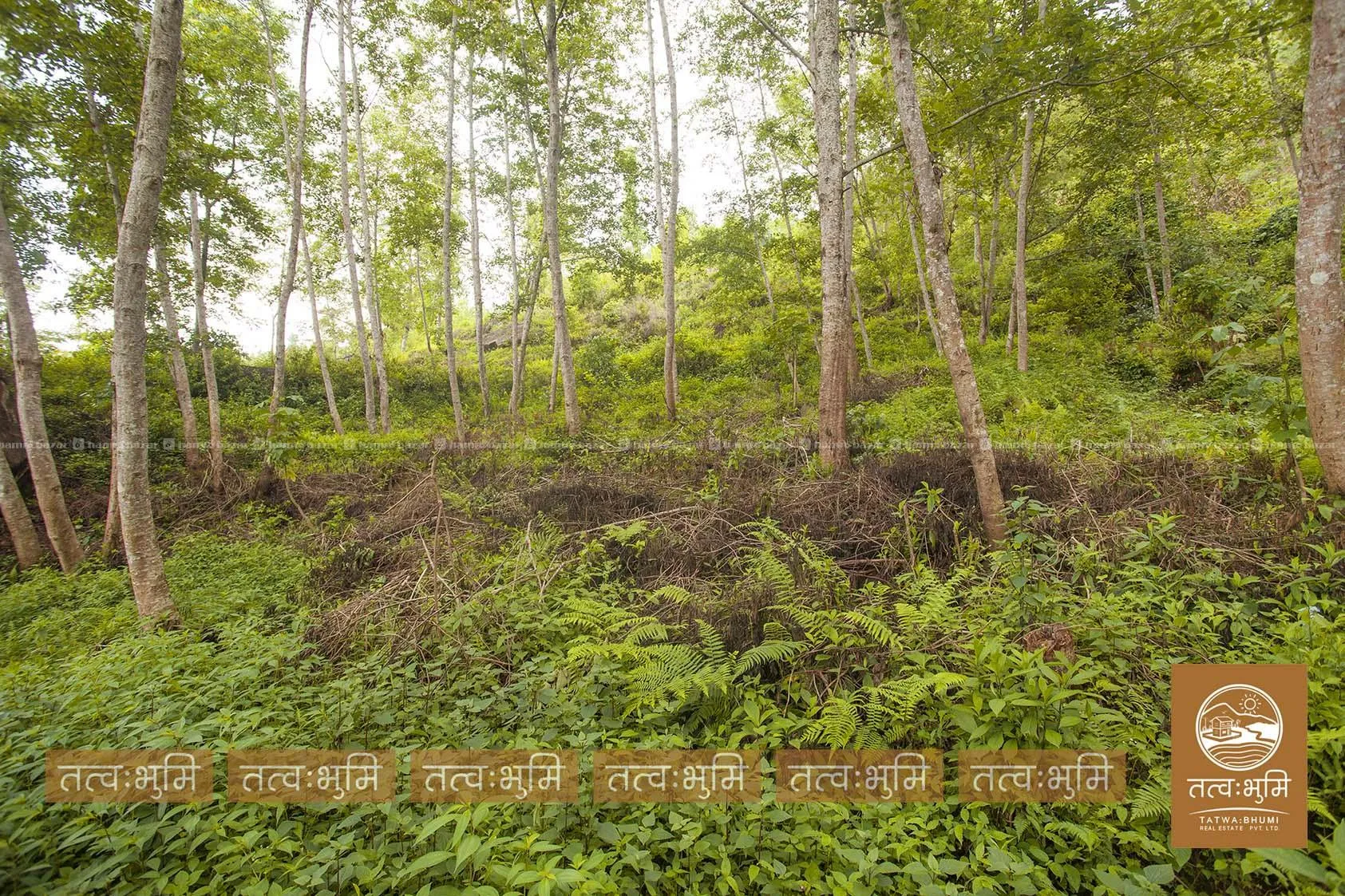 5 Ropani land for sale in Ranipauwa - Nuwakot. 2