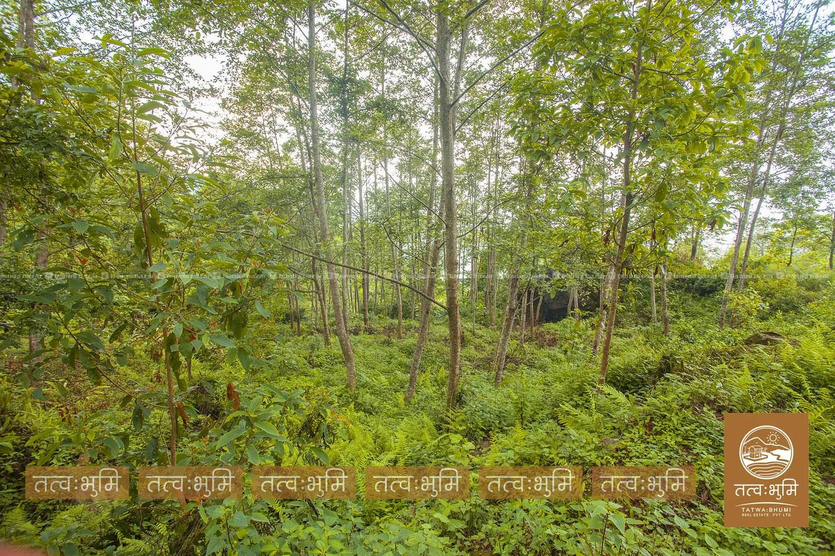 5 Ropani land for sale in Ranipauwa - Nuwakot. 5