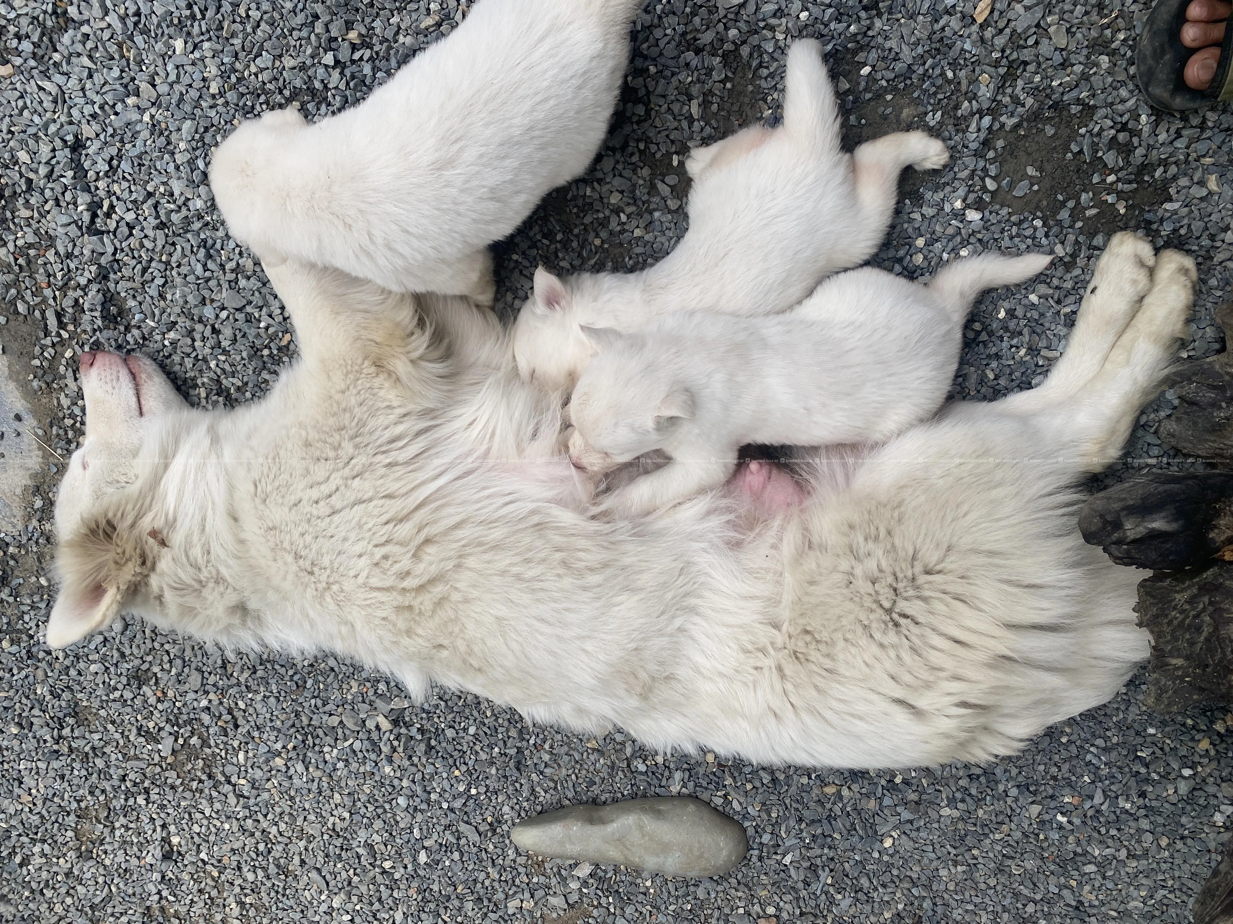White Husky Puppies for sale-3 Pups Available blue 6