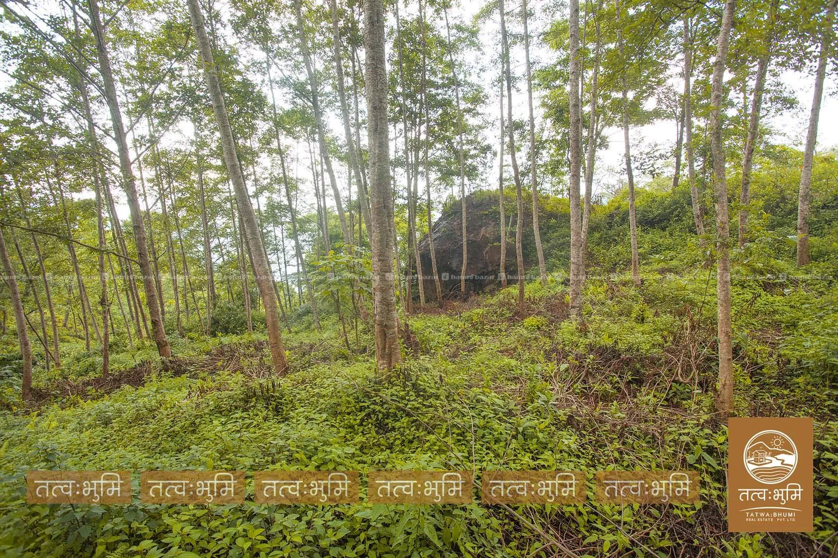 5 Ropani land for sale in Ranipauwa - Nuwakot. 3