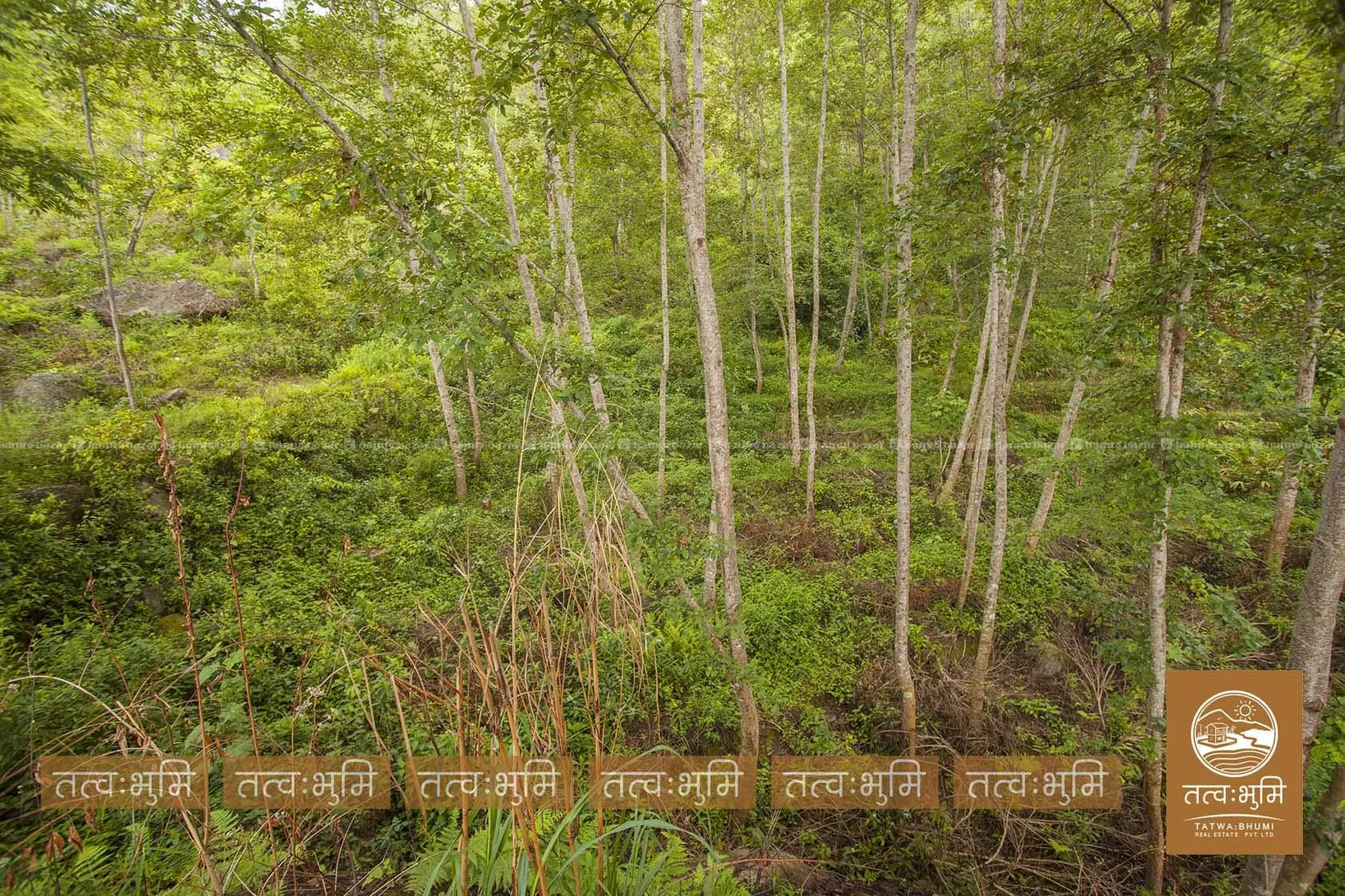 5 Ropani land for sale in Ranipauwa - Nuwakot. 8
