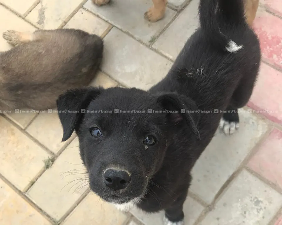 Puppies, Dogs for Adoption 5