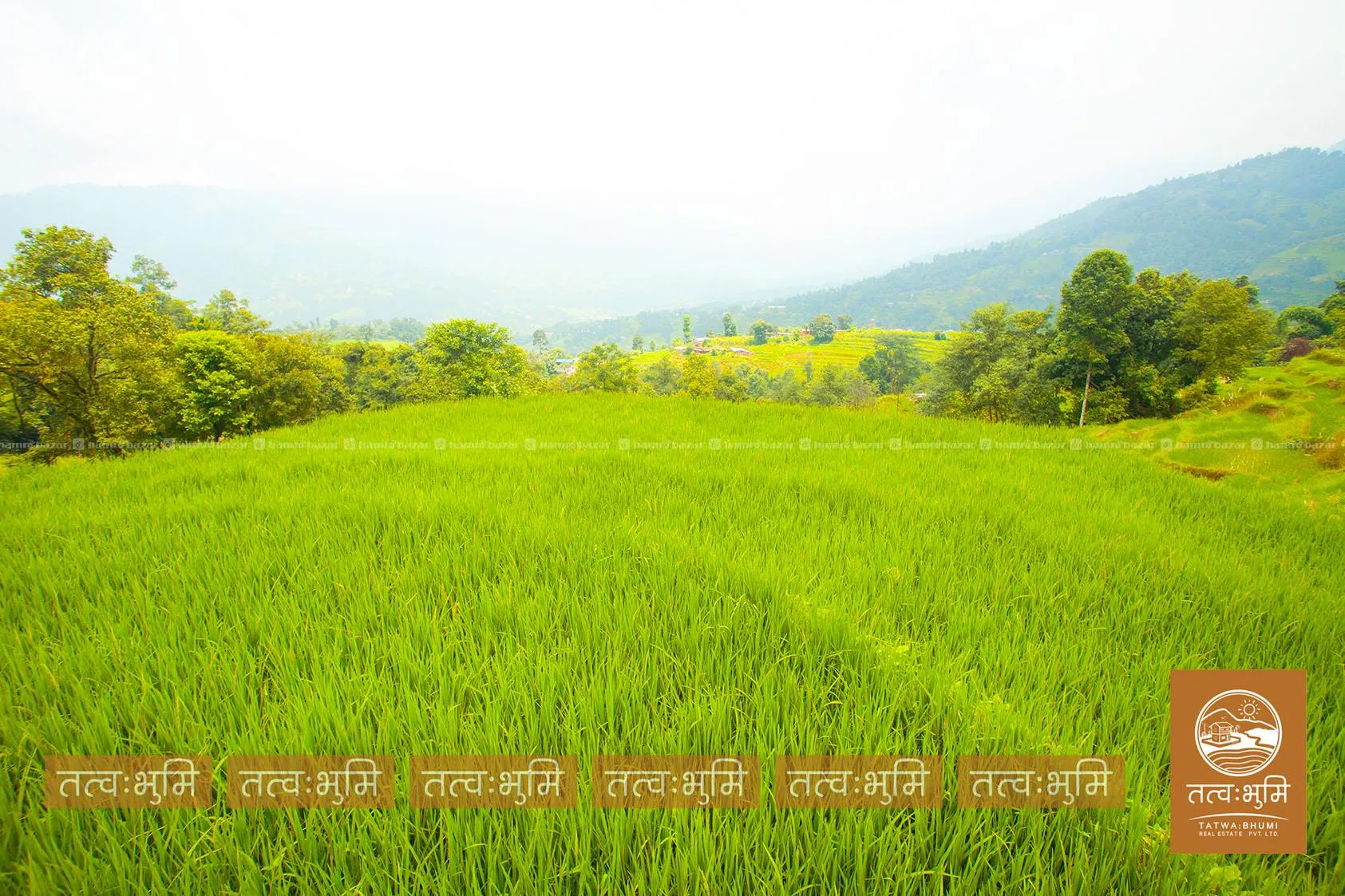 7 Ropani land for sale in Thansingh-Nuwakot. 7
