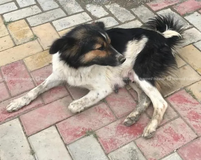 Puppies, Dogs for Adoption 4