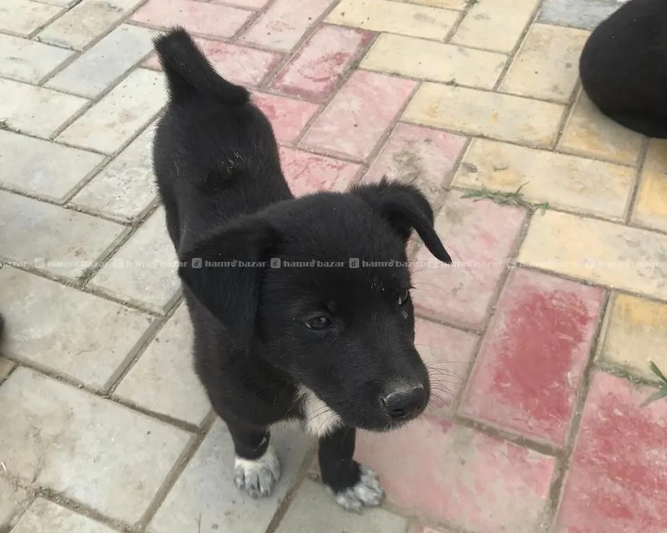 Puppies, Dogs for Adoption 3