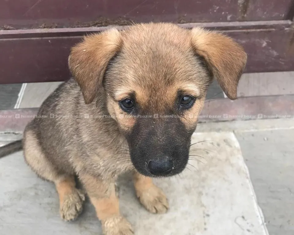 Puppies, Dogs for Adoption 2